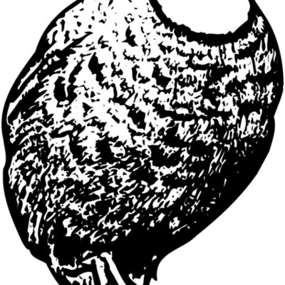 BIRD063 Thumbnail